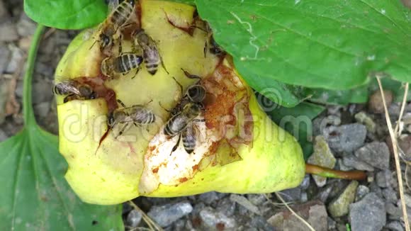 梨上有蜜蜂蜜蜂爬在梨上梨上的蜜蜂关门视频的预览图