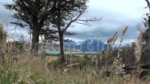 南极洲海洋海岸树木和植物背景的雪山视频的预览图