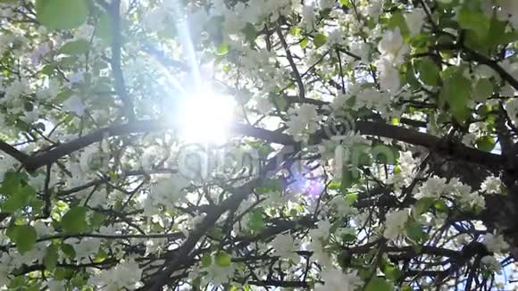 春天的桦树林视频的预览图
