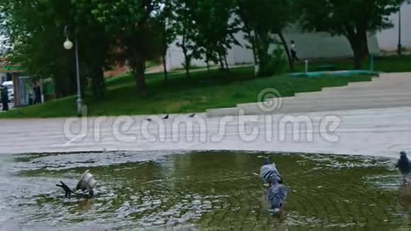 喷泉中的鸽子慢动作视频的预览图