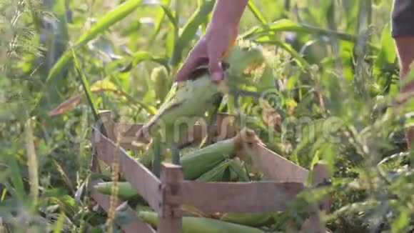 农民把玉米芯放在有机生态农场的玉米地上的木箱里视频的预览图