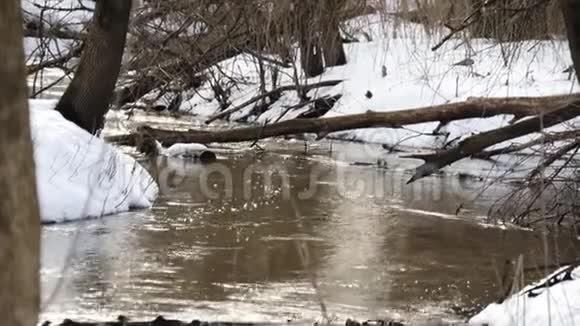 在树林里融化的雪视频的预览图