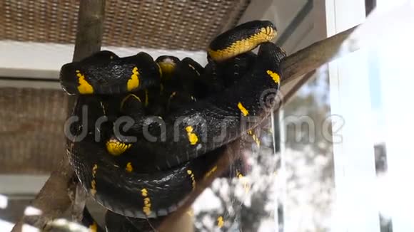 红树林博雅泰国黑色的蛇黄色的视频的预览图