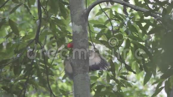 啄木鸟在树干上超慢运动视频的预览图