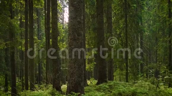 美丽的黑暗森林视频的预览图