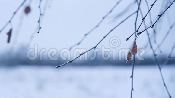 白桦树枝在雪中离开视频的预览图
