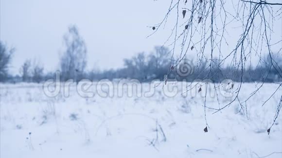 白桦树枝在雪中离开视频的预览图
