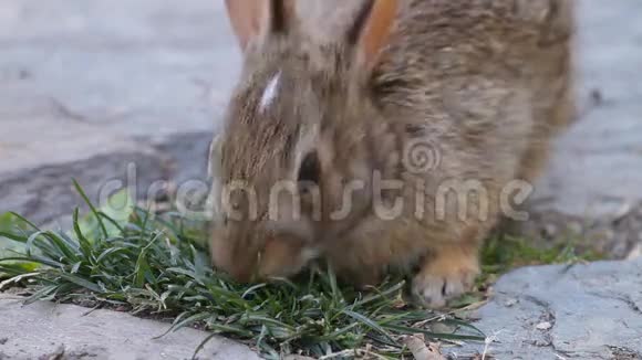 可爱的小兔子视频的预览图