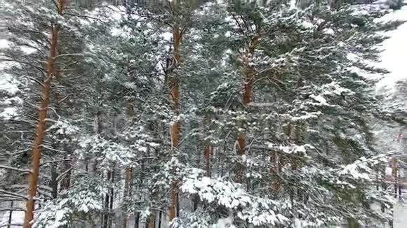 冬季森林鸟瞰图视频的预览图