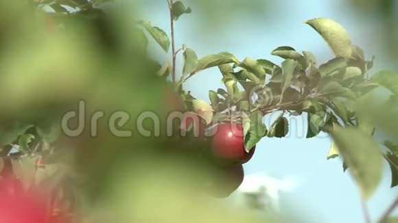 花园里成熟的苹果视频的预览图
