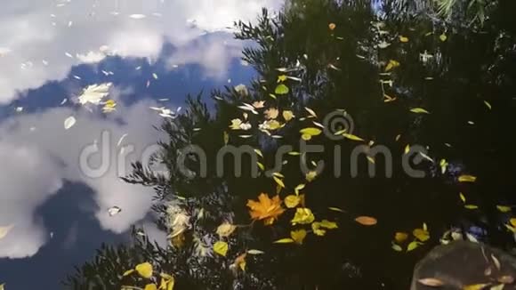 初秋阴天公园里的湖视频的预览图