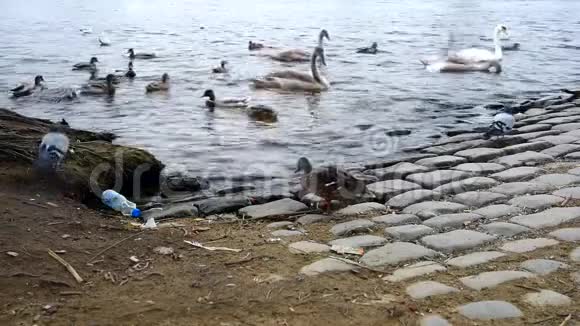 布拉格河上的天鹅鸭子和鸭子视频的预览图