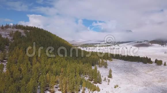 风在大自然中下雪松树矗立在雪地里森林里的冬天视频的预览图