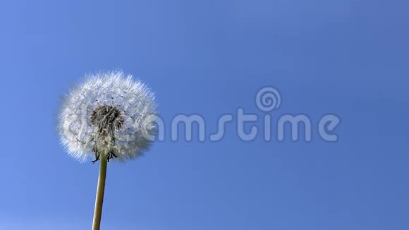 普通蒲公英蒲公英钟种子被风吹散蓝天视频的预览图