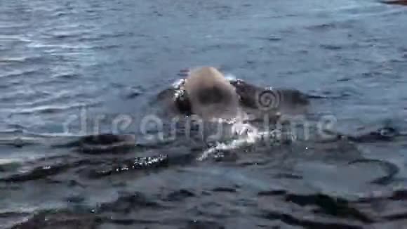 海豹放松和潜水在南极福克兰群岛的海洋海岸视频的预览图