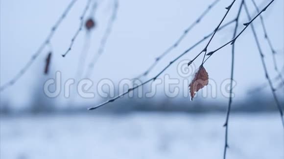 白桦树枝在雪中离开视频的预览图