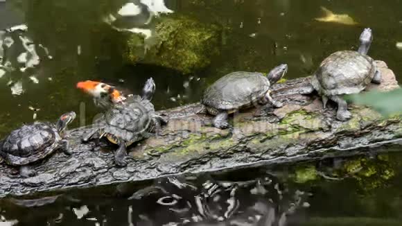 一群海龟在原木上休息视频的预览图