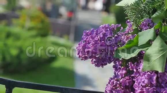 紫丁香盛开双花紫丁香风用美丽的花朵吹动树枝视频的预览图