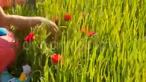 绿稻田里的红玫瑰视频的预览图