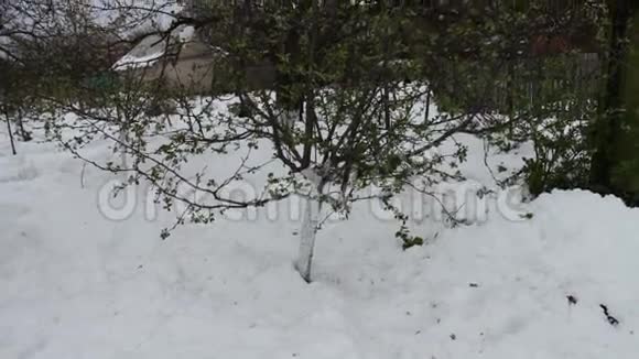 春天暴风雪的后果一棵新开绿叶的小苹果树立在雪地里气候宜人视频的预览图