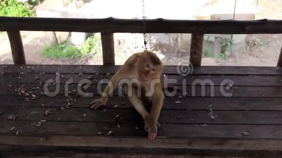 有趣的猴子视频的预览图