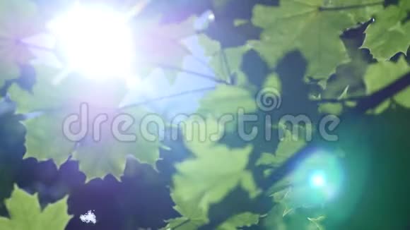 透过枫树的叶子阳光横向地照射视频的预览图