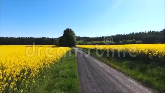 黄色油籽田视频的预览图