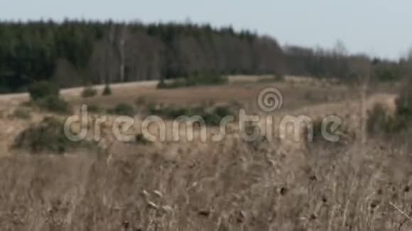 一阵阵风吹向田野干燥的羽毛草视频的预览图