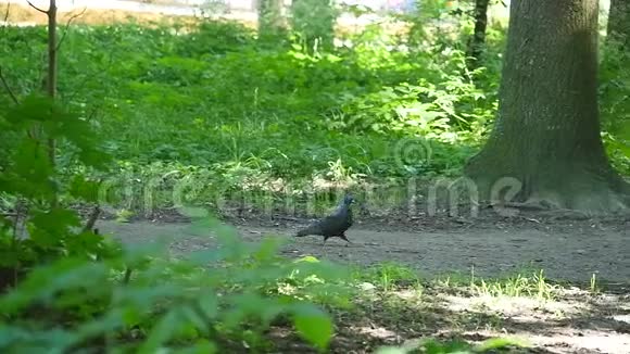 鸽子在公园的绿草上行走美丽的鸽子公园草地上的鸽子视频的预览图