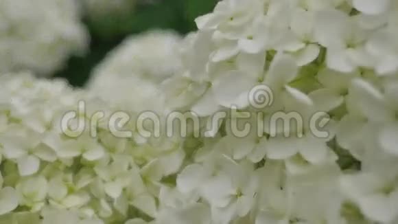 白色绣球花特写照相机沿着大的白花和绣球花的运动视频的预览图