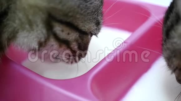 猫在白色背景下从碗中喝牛奶动作缓慢关闭视频的预览图