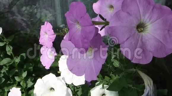 白色和紫色花朵的特写视频的预览图
