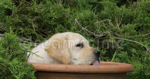 黄色拉布拉多猎犬小狗在花盆里玩耍诺曼底慢动作视频的预览图