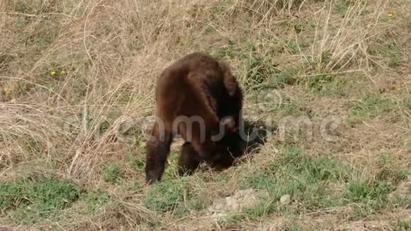 一只饥饿的棕熊在育空地区吃着甜草视频的预览图