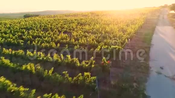 日落时分飞越葡萄园上空快速飞行视频的预览图