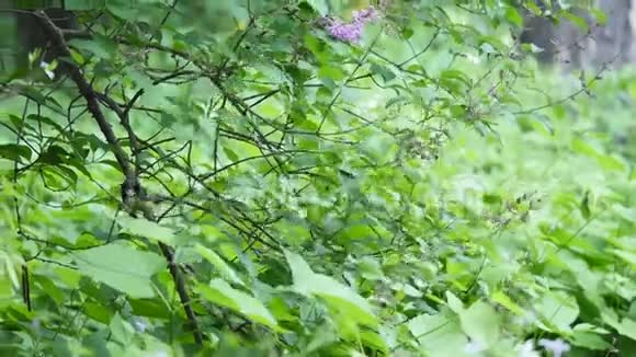 栖息在树叶间树枝上的斗鸡视频的预览图