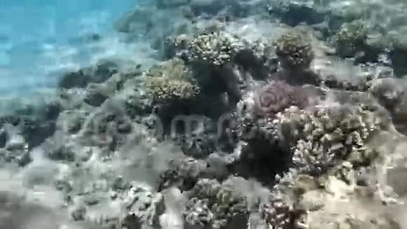 小丑鱼在珊瑚礁里游泳红海埃及视频的预览图