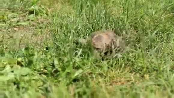 棕龟在绿草地上穿行视频的预览图