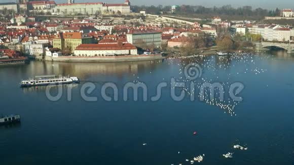 伏尔塔瓦河白色天鹅和遥远的旅游船捷克共和国阳光明媚的布拉格4K总览全景视频的预览图