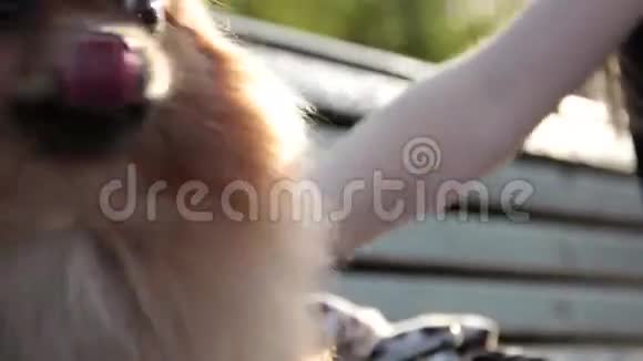 小狗舔冰淇淋视频的预览图