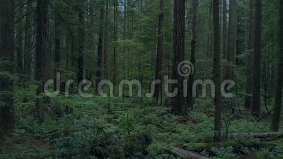 傍晚时缓慢穿过茂密的森林视频的预览图