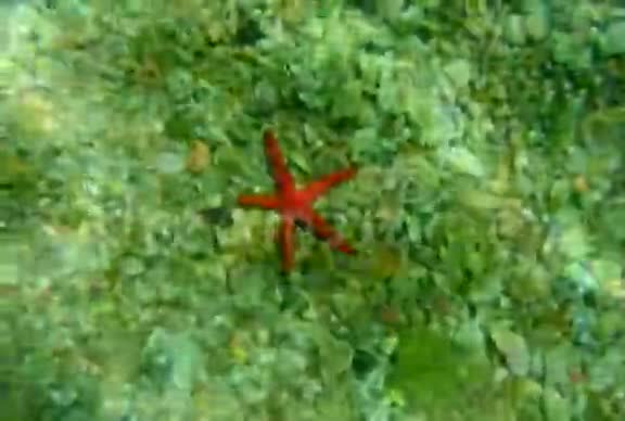 海底的红海星黑山亚得里亚海清楚视频的预览图