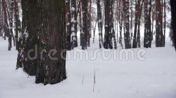 在冬季松林中漫步慢动作视频的预览图