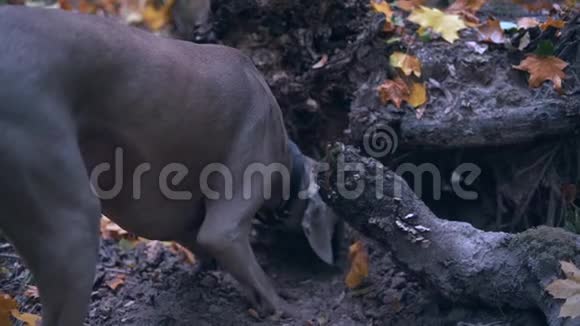 一只猎狗在森林里挖一个洞的过程缓慢视频的预览图