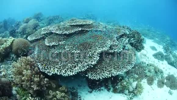 在印度尼西亚阿洛尔岛学习大坝和珊瑚礁视频的预览图