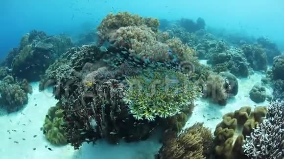 在印度尼西亚阿拉尔岛学习大坝和珊瑚礁视频的预览图