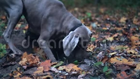 猎狗品种威马兰纳银鬼在森林里挖一个洞的慢动作视频的预览图