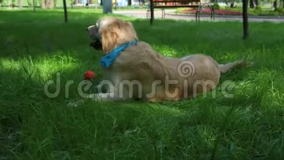 大可爱的狗在草地上休息视频的预览图