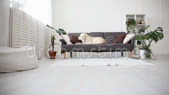 家庭宠物的生活一只漂亮的金毛猎犬正在沙发上休息期待中的孤独视频的预览图