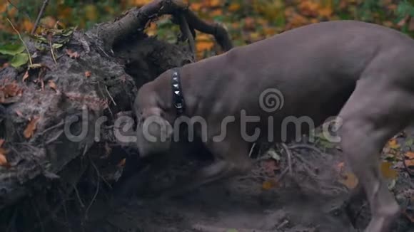 一只猎狗在森林里挖一个洞的过程缓慢视频的预览图